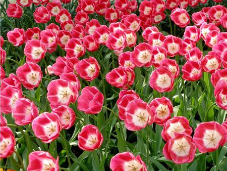 Pink tulip - tulip, flower, pink, nature