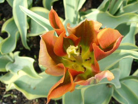 Orange tulip - flowers, orange, nature, tulip