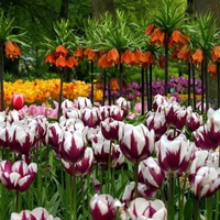 Beautiful tulips