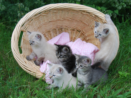 five posing kittens - posing, adorable, kittens, basket, playing