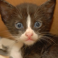kitty