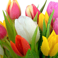 Beautiful tulips