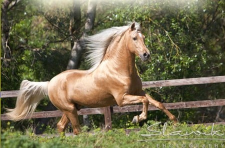 Palomino Spaniard - horses, palomino, andalusian, spanish