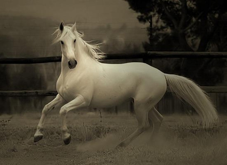 Beauty In Motion - spanish, white, horses, andalusian