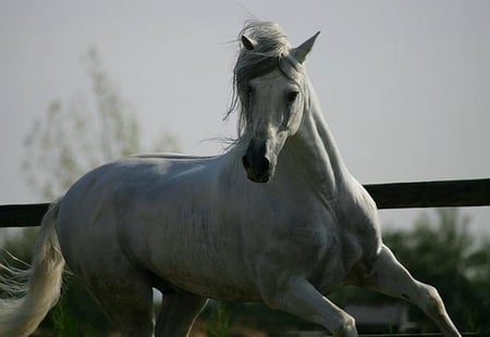 Grey Beauty - spanish, grey, horses, andalusian