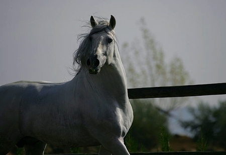 Grey Beauty 1 - horses, andalusian, spanish, grey