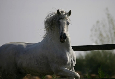 Grey Beauty 2 - horses, andalusian, spanish, grey