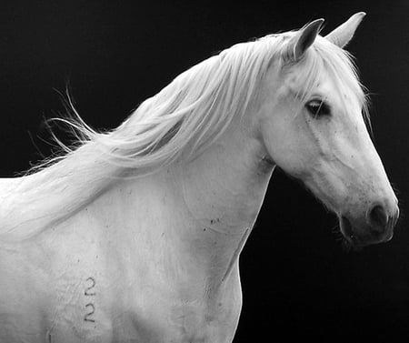 Smart Lady - horses, andalusian, qhite, spanish