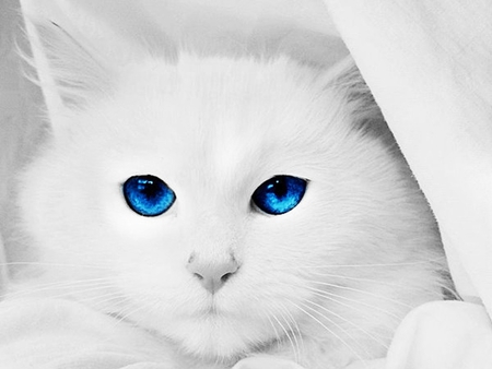 blue eyes - white, animal, blue, cats, cat, blue eyes