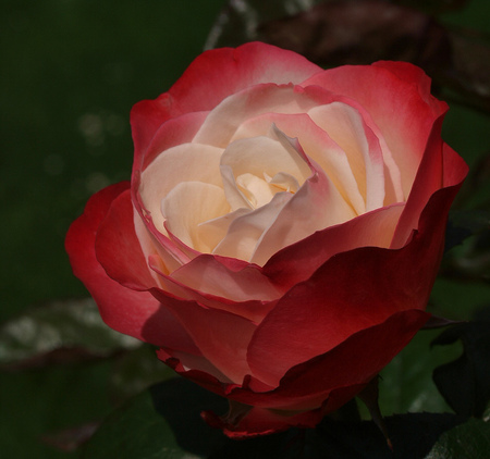 MissAnna - love, special, beauty, rose, nature, red, friendship, flowers, missanna, friend