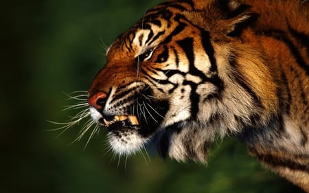 DON'T MAKE ME ANGRY! - snarl, fierce, anger, face, tiger, wild, cat