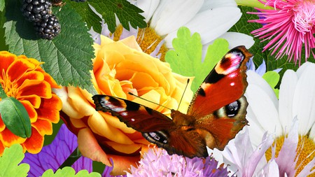 Colorfuf Flowers and Butterfly - flowers, summer, bright, butterfly, spring, leavess, floral