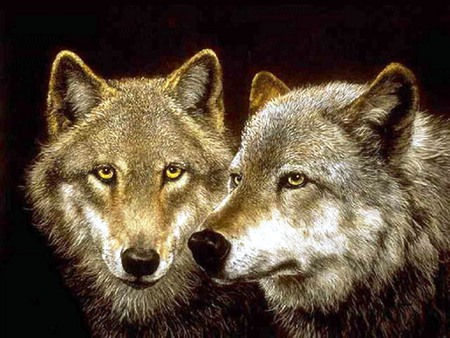 Two brothers - nature, wolf, great, dog, friends, brothers, animals