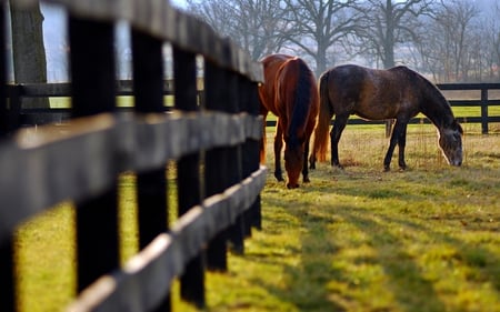 HORSES ON THE PRAIRIE - horses, fence, sunlight, field, prairie grassland, grazing, couple