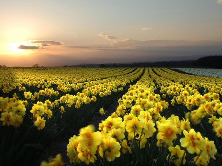 field of dafoldils - beauty, sky, photography, sun, daffodil, summer, sunset, spring, nature, yellow, pretty, clouds, green, flower