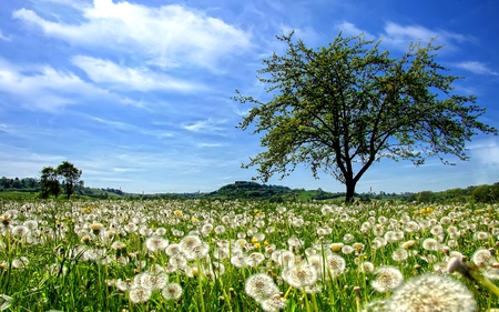 DANDELION FIELD - dandelion, field, spring, trees