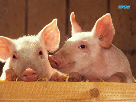 Sweet pigs - love, animals, pig, photography, pigs, animal, sweet, cute