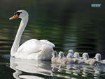 Swan family