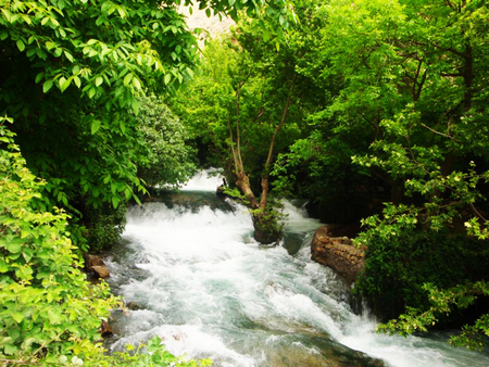 River - nature, rivers, forests, trees