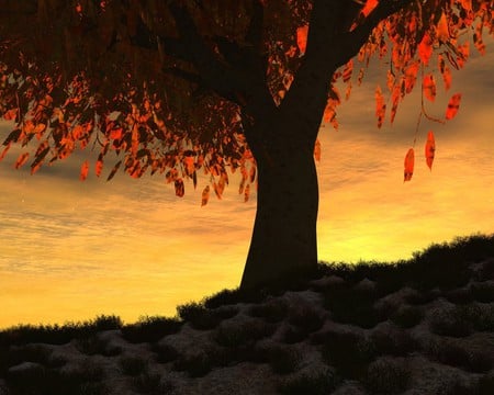 Tree - forests, sunset, nature, tree