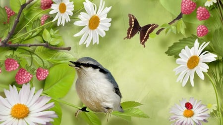 Raspberries and Daisies - bird, summer, daisy, raspberries butterfly, spring, firefox persona, flowers, daisies, green, raspberry, fruit