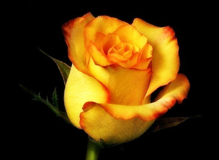 Yellow rose - nature, flowers, yellow, roses