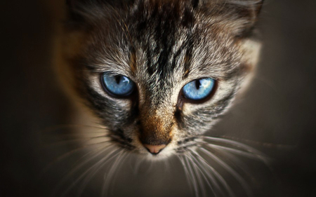 Blue eyes - eyes, cats, kittens, animals