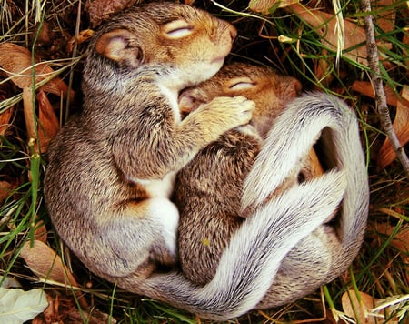 Squirrels - sleeping, cute, squirrels, animals