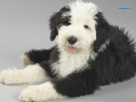 Old English sheepdog puppy - animal, puppy, sheepdog, dog