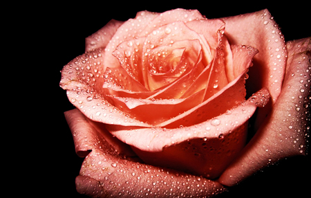 Pink rose - nature, flowers, roses, pink