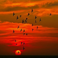 Flight in the burning sky