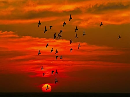 Flight in the burning sky - red sky, glow, clouds, flight, sunset, birds