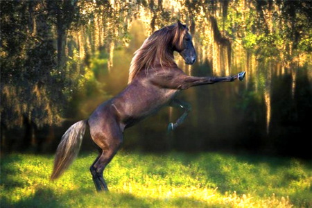 Woodland wild - brown, rearing, trees, sunlight, horse, green, stallion