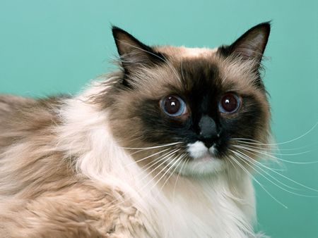 Cats - animals, cats, siamese, blue eyes