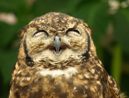 Happy to meet ya!! - owl, bird, cute, smile