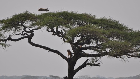 Leaping Cat - africa, cat, cheetah, tree