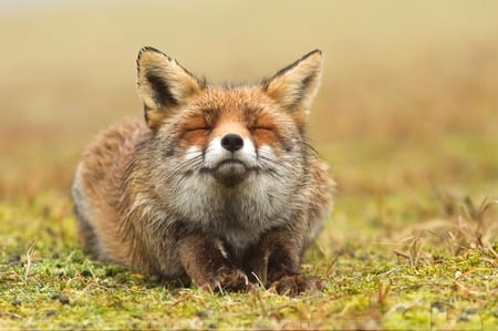 Smile for the Camera - smile, animal, cute, fox