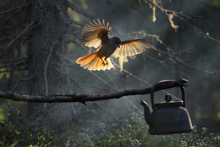 I'll put the Kettle on - bird, forest, lovely, nature