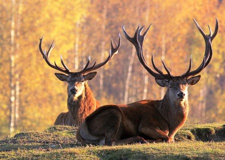 Deer in forest - wonderful horns, animals, beauty, relax, sit, deer, wood, photography, nature, color