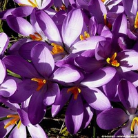 Beautiful Crocuses