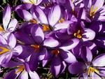 Beautiful Crocuses