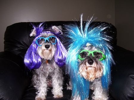 party girls - funny wigs, funny, schnauzers, dressed up