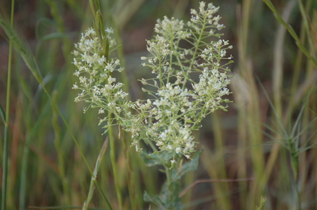 white - kurdistan, rose, small, natural