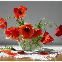 Poppies - Still life