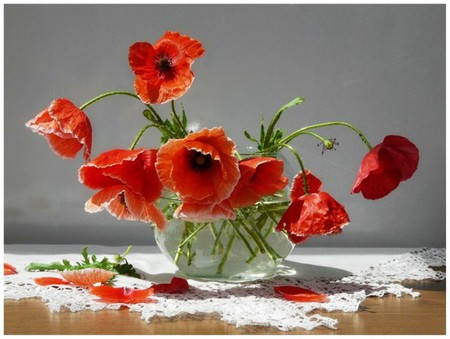 Poppies - Still life - beauty, summer, still life, vase, nature, white, red, petals, lace, table, delicate flowers, color, photo, poppies, flower