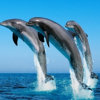 Dolphins