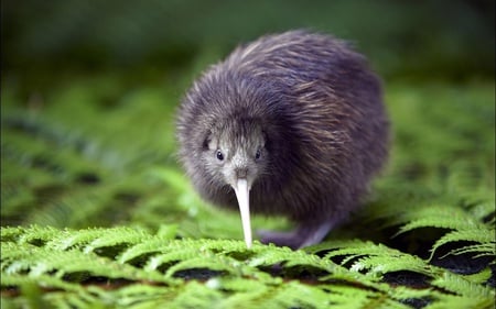 Cute Bird - nature, animals, leafs, beautiful, green, sweet, cute, birds