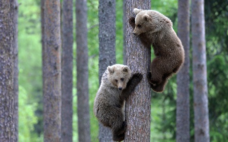 Bears - forests, trees, beautiful, cute, bears, sweet, animals