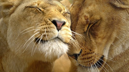 In Love - cat, love, cuddle, powerful, big, predators, desert, exotic, lions