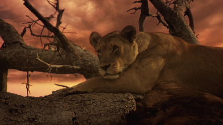 The Last Lions - predator, cat, powerful, movie, lion, resting, exotic, beautiful, big, desert, lioness